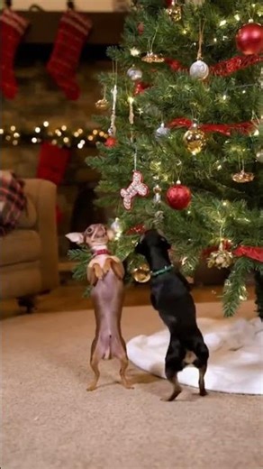 Chihuahuas Christmas 🎄