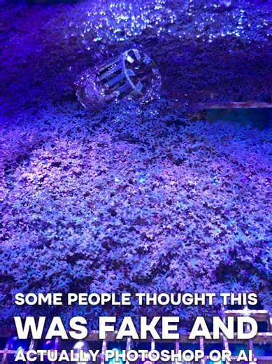 Impressive Aquascaping Techniques in Fishkeeping