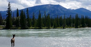 Monitoring and protecting our ecosystems from space