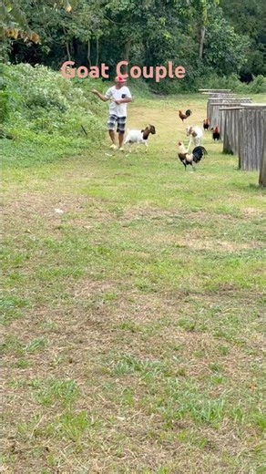 Goat Farming: My First Goat Couple