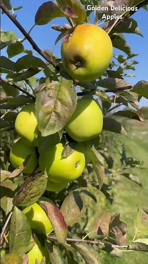 Golden delicious apples #agriculturestudynetwork #apples #1millionviews #creatorsearchinsights
