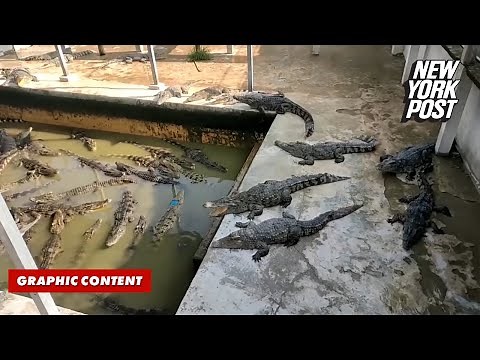 Crocodile farm boss eaten alive after 40 of his own animals ‘pounced’ | New York Post