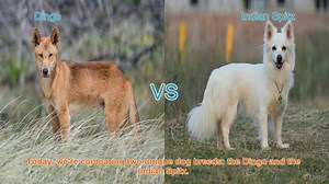 Dingo vs. Indian Spitz: A Breed Comparison