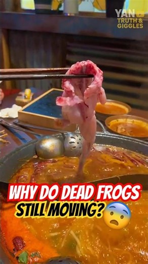 Why do dead frogs still moving⁉️😨 #liriklagu