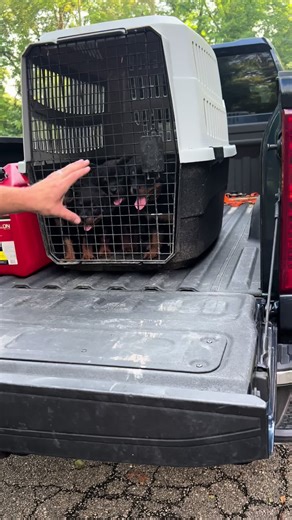 The rotties are all vaccinated and ready to go! #rottweilersoftiktok #rottweilerpuppies #hausdermachtrottweilers #rottierumble #rottiemom