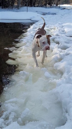 Spring is Coming ☀️🌦️ #adventure #hiking #spring #sunshine #fun #brave
