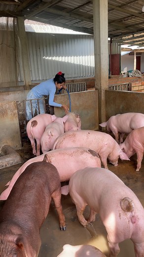 Clean your pig three time a day is the best tip to make your pig grow fast #reels #pig #love #farm #grow #fast #clean #best #tip #cute | Pig Videos