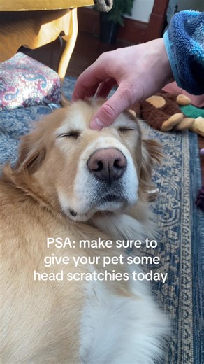 The Joy of Dog Life: Nose Grabs and Head Scratchies