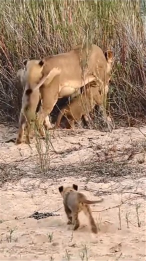 Cute little lion cubs playing #lion #shorts
