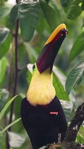 Relaxing Colorful Birdsong and Authentic Chirping | Peaceful Natural Space