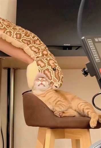 Hilarious Cat Moments That Will Make You Laugh