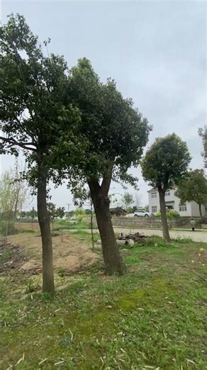 Free Royalty-Free Footage for Your Projects | High-Quality Video Clips for Creators #FreeFootage