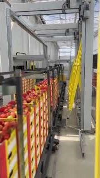 Automated Tomato Harvesting Inside a High-Tech Greenhouse 🍅