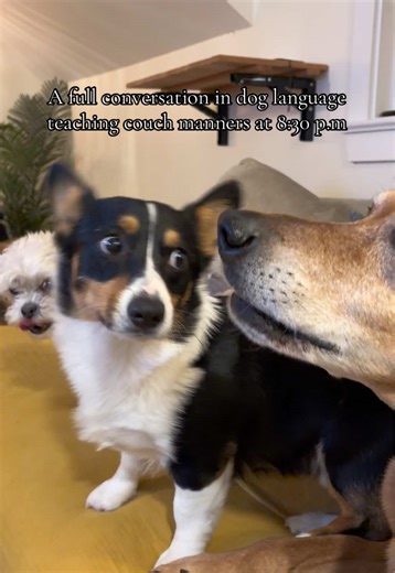 Decode this dog communication from an elder dog 💛 #dogtraining #dogcommunication #doglanguage #talkingdogs