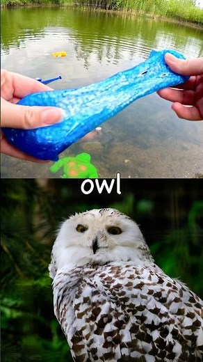 Kids Learn | Animal Names at the Pond: Horse Monkey Toad Owl Panda #SummerOnShorts