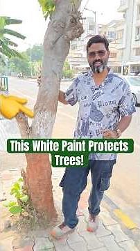 Why Tree Trunks Are Painted White | Real Reason Explained