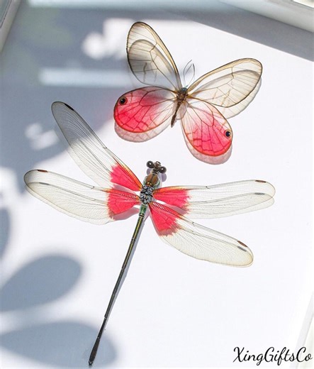 Framed Pink Glasswing Butterfly & Red Damselfly Duo Specimen Set, Real Transparent Butterfly Taxidermy Art,minimalist White Frame Wall Decor - Etsy