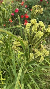 എന്താണെന്ന് മനസിലായോ ? / ഗെസ്സ്വ് the plant #Teemz #Reemzgarden #Reemzbasket #gardening #Gardengossips #karshikavarthakal #krishoarivukal #Reels #Reelsinstagram | Reemz basket