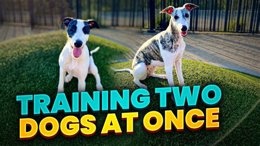 How to Train Two Dogs at Once Without the Chaos