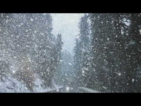 Heavy Snowstorm in Pine Forest 🌨️ Blizzard Ambience & Howling Wind Sounds for Deep Sleep