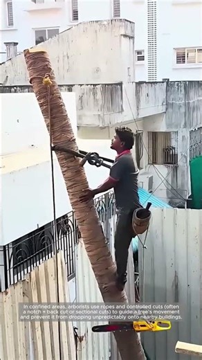 Roped Tree Removal: Controlled Felling in Tight Spaces