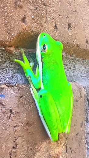 American 🐸 Green Tree Frog (Dryophytes cinereus) #treefrogs #treefrog #frog #frogs