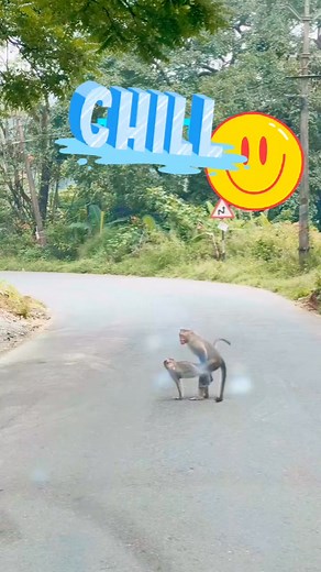 Animal mating videos on Reels