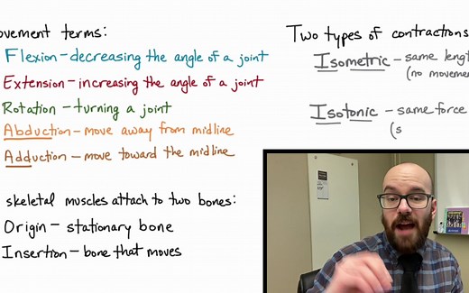 【Siebert Science】Muscles and Movement -Antagonist Pairs of Muscles 肌肉运动 & 对抗肌