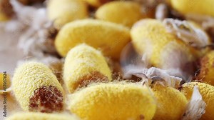 Butterflies and cocoons of Silk moth