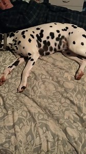 Has any 1 seen this before vet can't find anything bloods today lasts 5 to 10 min only a bed time | Margaret Docherty