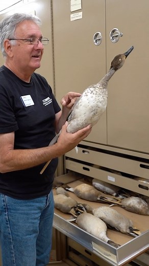 Learn about molting and plumage before calling your duck a hybrid! 😅 Curator of the UC Davis @museumofwfb, Andrew Engilis, Jr. shares how you can identify your duck this hunting season if it has odd plumage. | Campus Waterfowl