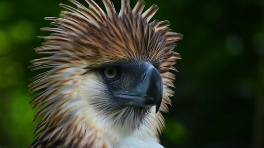 What Are The Biggest Hawks In The World? | Birds Tracker