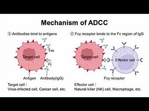 0109 G3 Antibody dependent cellular cytotoxicity ADCC