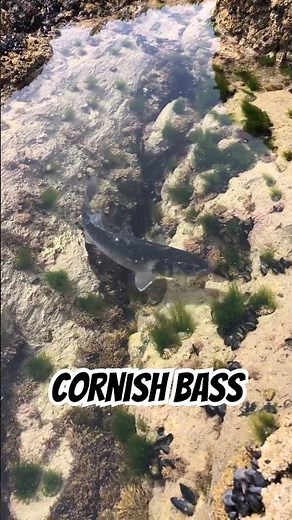 Giant Sea Bass Fishing in Cornwall!