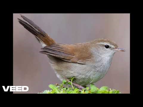 Cetti's Warbler - Calls
