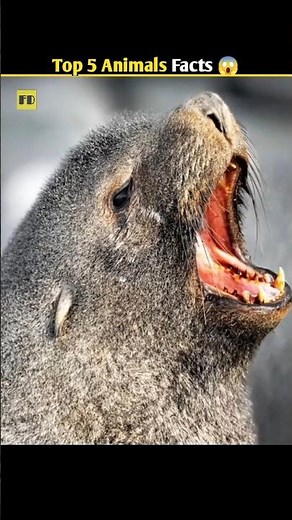 5 Crazy Animal Facts You Won't Believe 😱