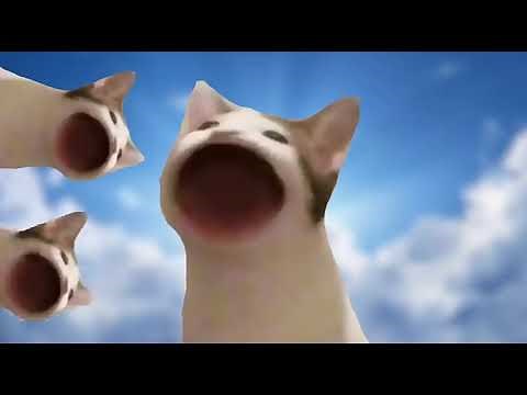 Gato que abre la boca [pop cat meme] Recopilación