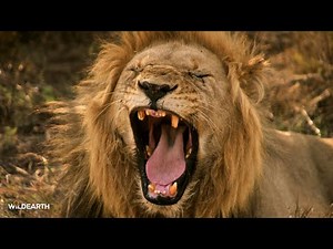 A male lions' roar of the wild