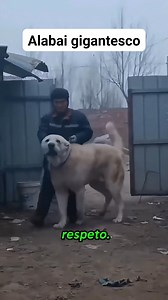 Alabai demasiado gigante #dog #naturelovers #pet #dogs #animals #pets #wildlife | ferchogamer23