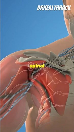 The Brachial Plexus: 3D Anatomy | Nerve Anatomy | Neuroanatomy