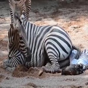 Zebras Give Birth And The First Steps Of Baby Zebras #WildernessSkill | Dodo Animal