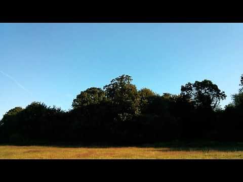 Common Buzzard juvenile calling