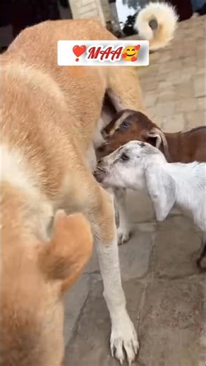 प्लूटो ने बकरी के बच्चे को दूध पिलाया! जानवरों में ममता ❤️ | Street Dog Emotional Video#pluto