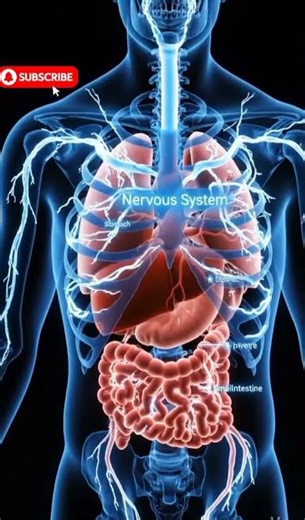 Human Anatomy Explained in 3D | Labeled Organs, Body Systems & How They Work