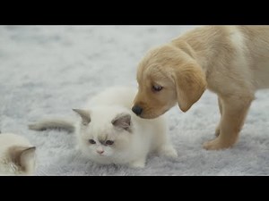 Kittens Meet Puppies For The First Time