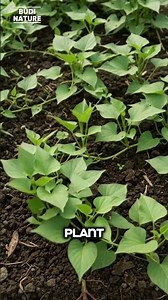 🍠 The Amazing Life Cycle of Sweet Potato | From Tuber to Harvest #sweetpotato #plants #lifecycle