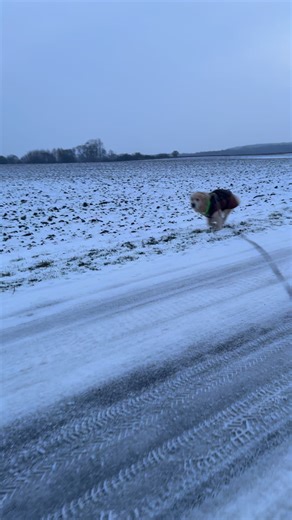 Simba and the Maine Coons 🤎🦮🐈‍⬛🐈‍⬛🐈‍⬛🐾 on Instagram: "Det er koldt udenfor ❄️ Men friskt, klart – og helt perfekt til en aktiv gåtur 🌤️🐕 Med poterne i gang, snuden i vinden og min lækre hundesele fra @dogcopenhagen 💚 Så er kulden bare en bonus, når komfort og bevægelsesfrihed er i top 🐾✨ Vinterture, glade skridt og kvalitet der holder – uanset vejret 💪🐶💚 #goldenretriever #goldenretrievers #dogcopenhagen #mydogcopenhagen"