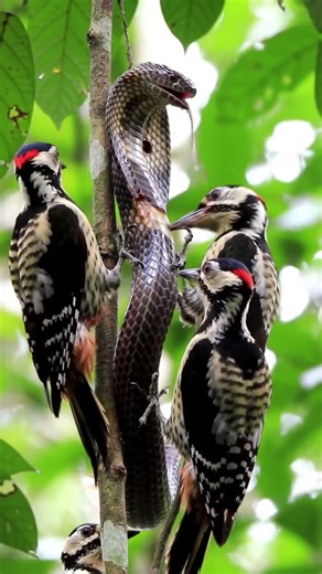 Flock of Birds vs Snake 🐦🐍 | Giant Python Attack! #shortvideo #shorts #birds