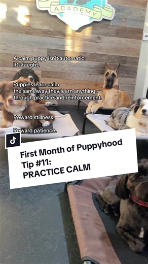 The First Month of Puppyhood Tip # 11: PRACTICE CALM One of the biggest misconceptions in early puppyhood is that calm behavior is something puppies should just “have.” In reality, calm is a learned skill — not a personality trait. Puppies don’t automatically know how to settle, wait, observe, or regulate themselves. Those abilities develop over time through guidance, repetition, and reinforcement. Just like we practice sits and downs, we also have to practice calm. We use Place command as “calm