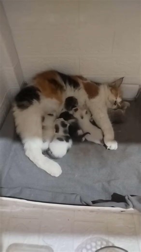 Relaxing Moment 🌧️ | Kitten Sleeping During Heavy Rain | #shorts #ytshorts